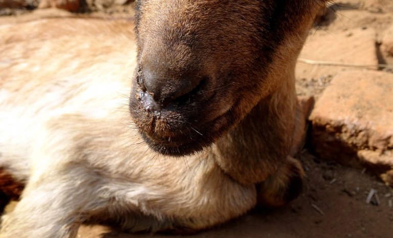 Goats are noisy for many reasons, including illness or injury.