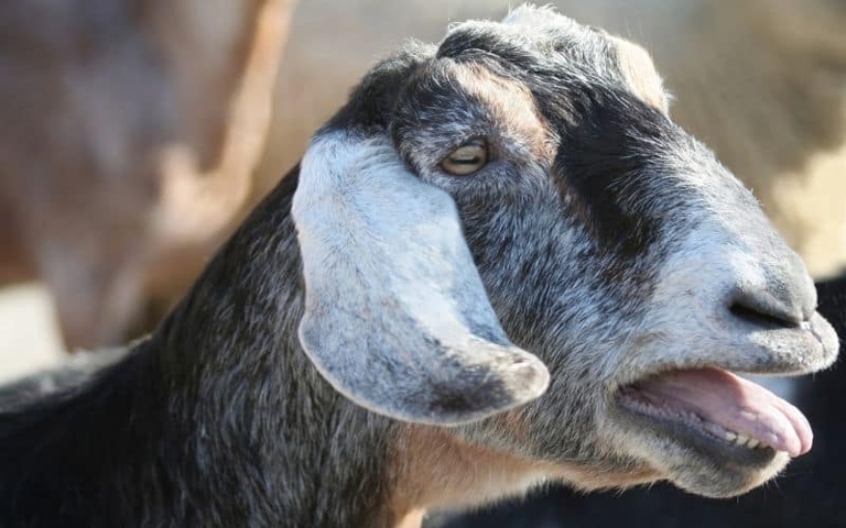 Goats are sometimes noisy because they are trying to communicate.