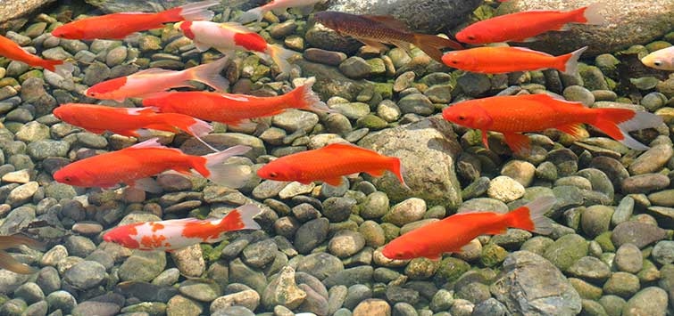 Goldfish are a popular choice for pond fish because they are relatively low-maintenance.