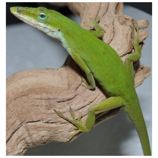 Green anoles are a great addition to any reptile collection.