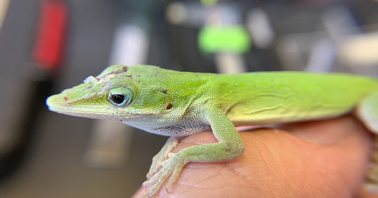 Green anoles turn brown for many reasons, one of which is to boost their immunity.