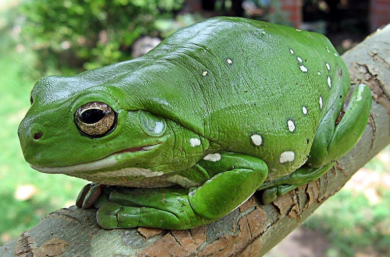 Green Tree Frogs are a species of tree frog.