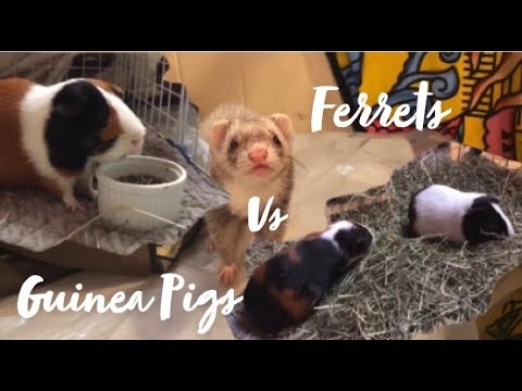 Guinea pigs and ferrets have different natural smells, which can cause conflict.