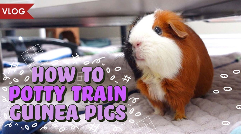 Guinea pigs are able to be potty-trained, though it may take some time and patience.