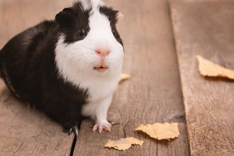 Guinea pigs are known to be skittish animals.