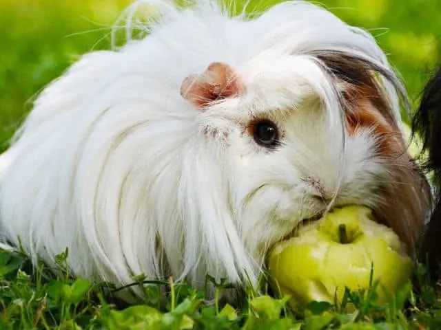 Guinea pigs are known to eat hair, but it is important to keep your hair up and away from their reach to prevent them from eating it.