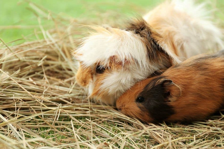 Guinea pigs are known to mark their territory or establish dominance by peeing on their owners.