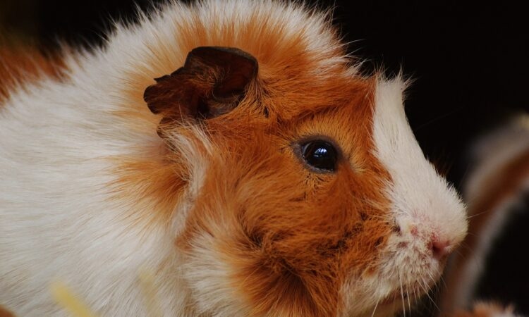 Guinea pigs are nocturnal animals and their chirping is most likely due to them being active at night.
