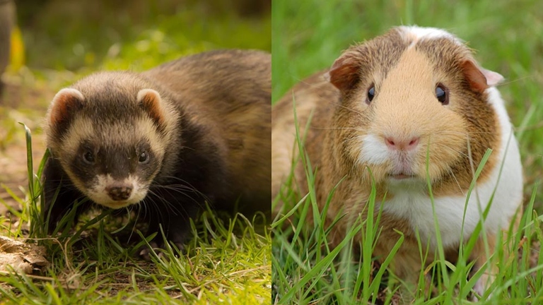 Guinea pigs are prey animals, and ferrets are predators.