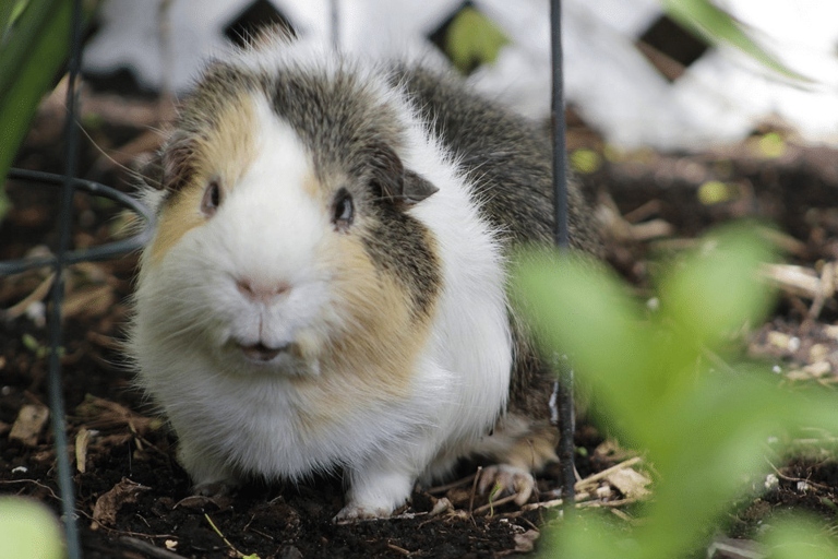 Guinea pigs are social animals and generally do not like to be left alone.