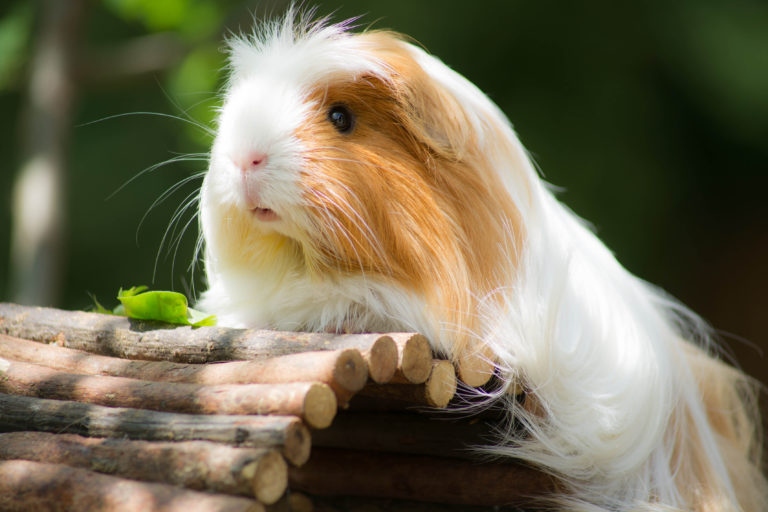 Guinea pigs are social animals and need time outside their cage to explore and play.