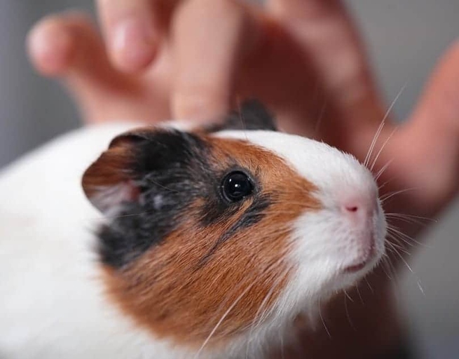 Guinea pigs are social animals and usually very vocal, so a quiet guinea pig can be a cause for concern.