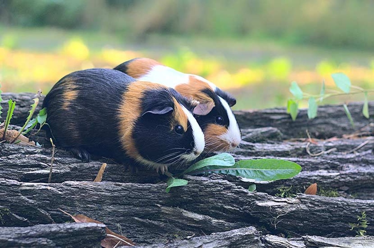 Guinea pigs are susceptible to a variety of health problems, many of which can be fatal.