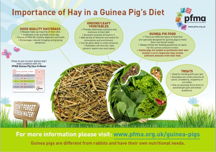 Guinea pigs are unique in that they require hay in their diet for proper digestion.