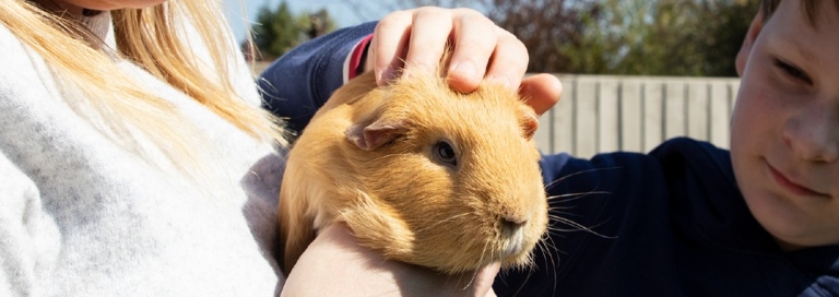 Guinea pigs are very prone to stress and fear, which can manifest in many different ways, including peeing on their owners.