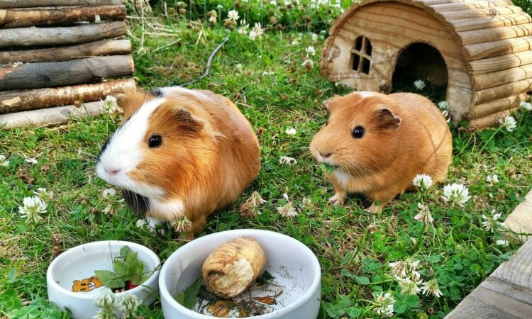 Guinea pigs can survive for several days without eating, but they will eventually die if they do not eat.