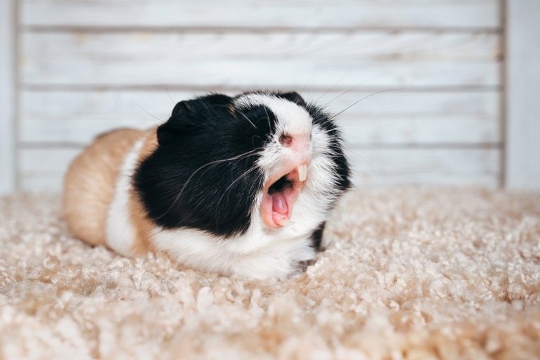 Guinea pigs chatter their teeth as a way of communication.