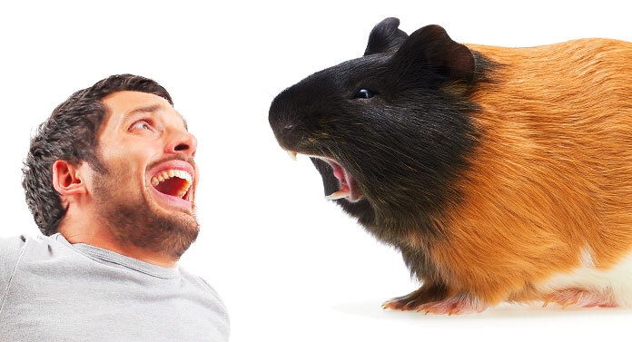 Guinea pigs chatter their teeth as a way to communicate.