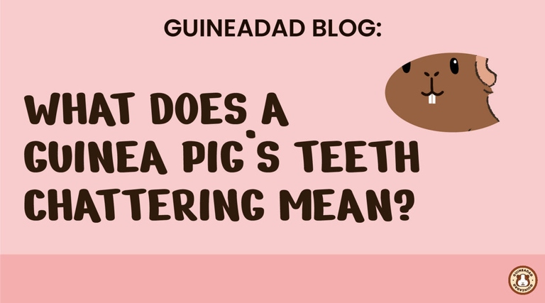 Guinea pigs chattering their teeth is a sign of anger.