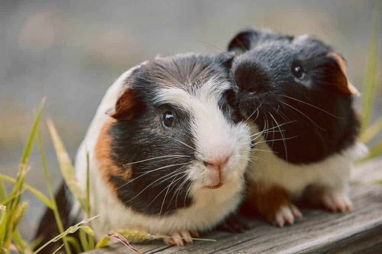 Guinea pigs have a different set of vocalizations than humans.