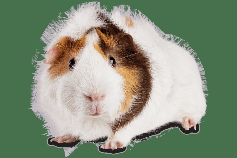 Guinea pigs love treats, so use that to your advantage when you need to trim their nails or clean their teeth.
