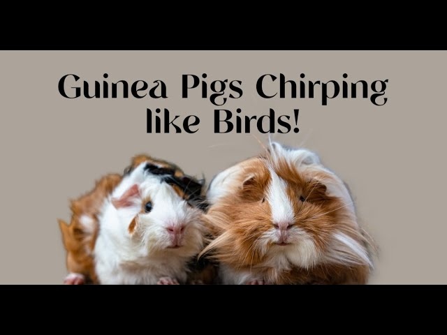 Guinea pigs make a variety of sounds, from chirping like a bird to grunting like a pig.
