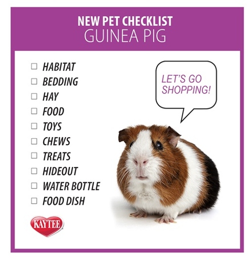 Guinea pigs need hay to stay healthy and happy.
