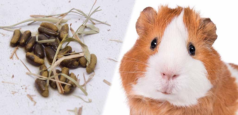 Guinea pigs poop a lot because they have a high-fiber diet.