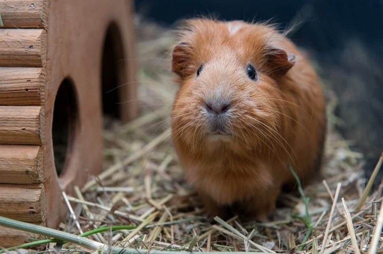 Guinea pigs poop a lot, but there are ways to control it.