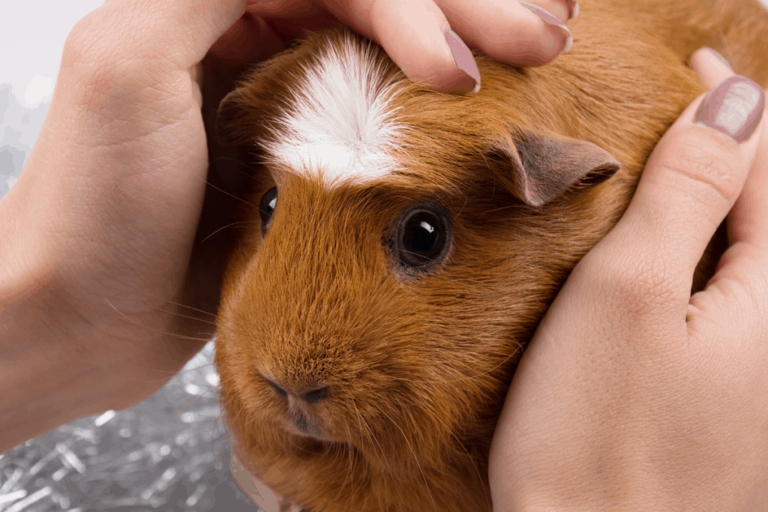 Guinea pigs should always be placed on a towel while being held to avoid them from urinating on you.