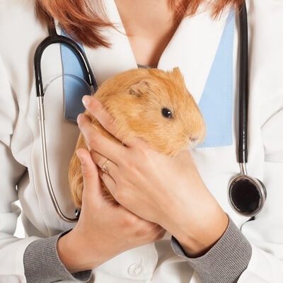 Guinea pigs should be held gently, with their backs supported.