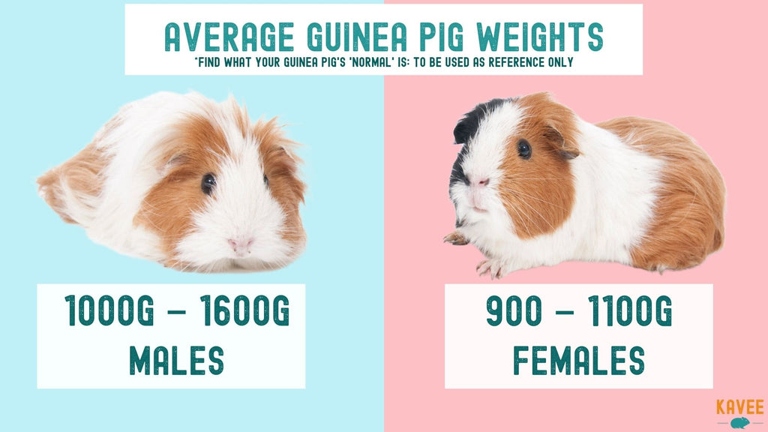 Guinea pigs should be weighed regularly to ensure they are healthy.