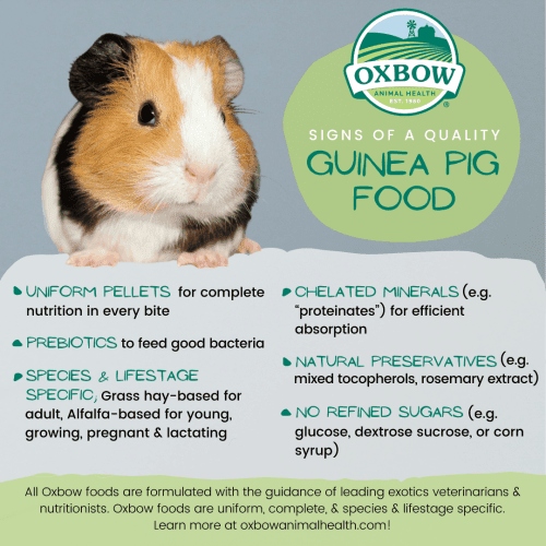 Guinea pigs should eat pellets that are high in fiber and low in sugar.
