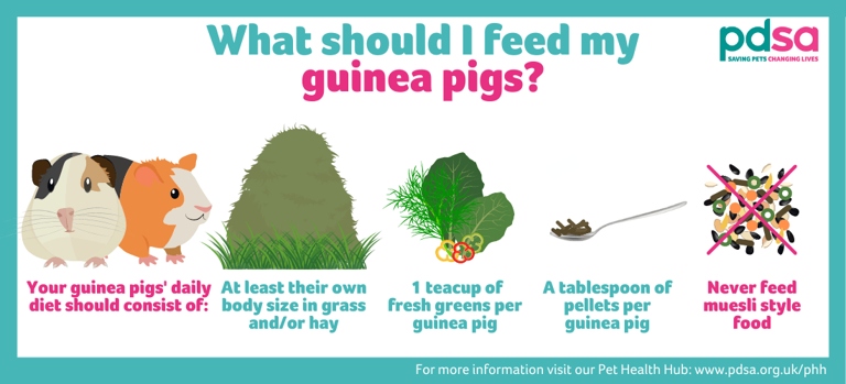 Guinea pigs should have a diet that consists mostly of hay, fresh vegetables, and a small number of pellets.