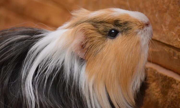 Guinea pigs will sometimes jump out of fear when touched by their owner.