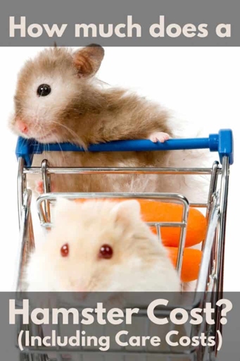 Hamster accessory costs can range from $5-$20.