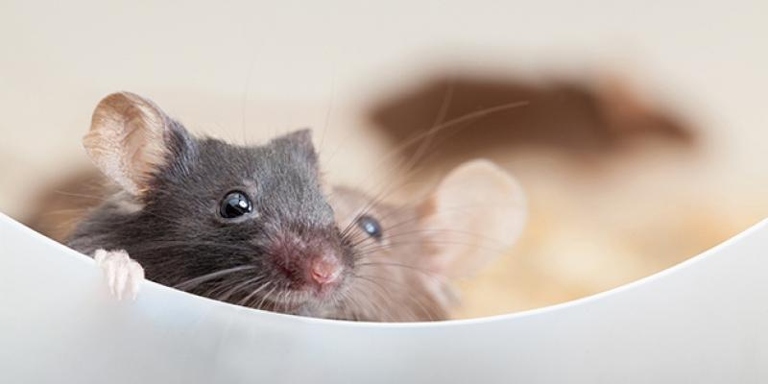 Hamster droppings may attract mice, so it is important to keep them away from areas where mice are a problem.
