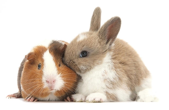 Hamsters and rabbits are both popular pets, but they have different care needs.