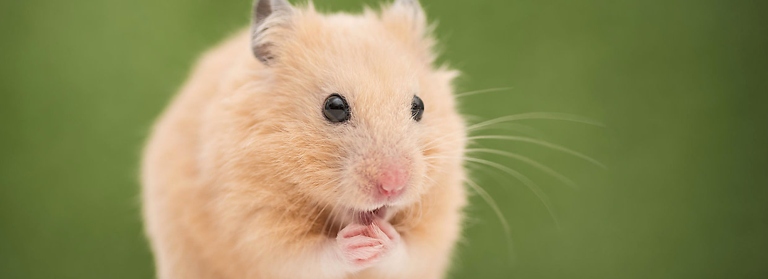 Hamsters are easy to care for and only require basic maintenance to stay healthy.