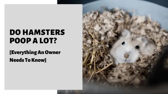 Hamsters are going to poop a lot because they are eating their poop.