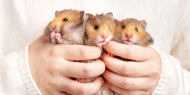 Hamsters are low-maintenance pets that are perfect for people with busy lifestyles.
