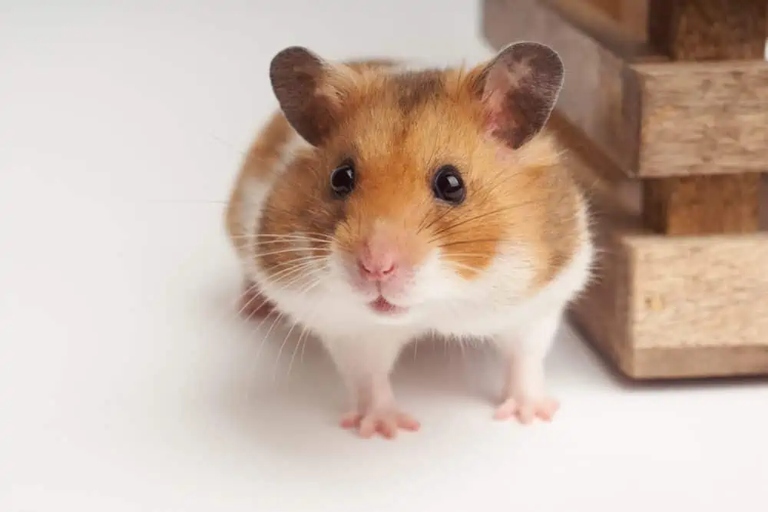 Hamsters are naturally curious and like to explore their surroundings.