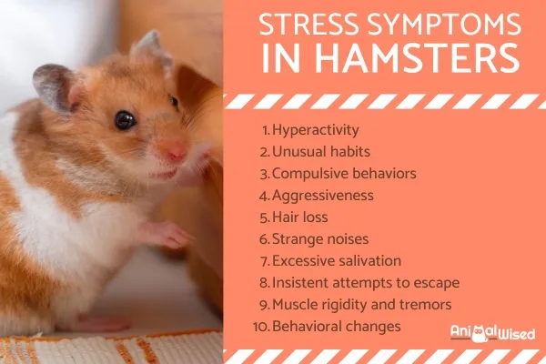 Hamsters are not aggressive by nature, but may fight if they feel threatened.