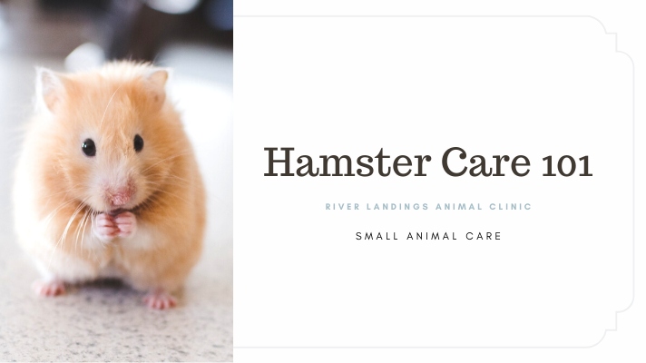 Hamsters are not territorial animals and will not fight for their territory.