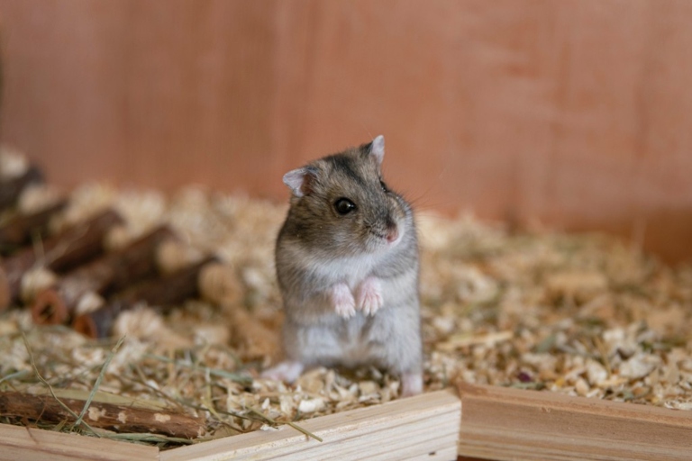 Hamsters are not typically known for being affectionate animals.