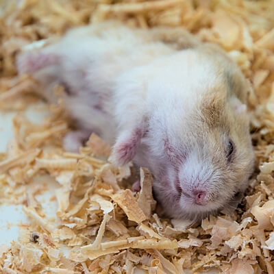 Hamsters are susceptible to a variety of illnesses, so it's important to be aware of the signs that your hamster may be sick.