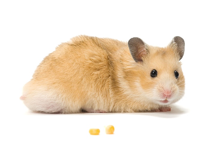 Hamsters are the friendliest when they are around people they know.