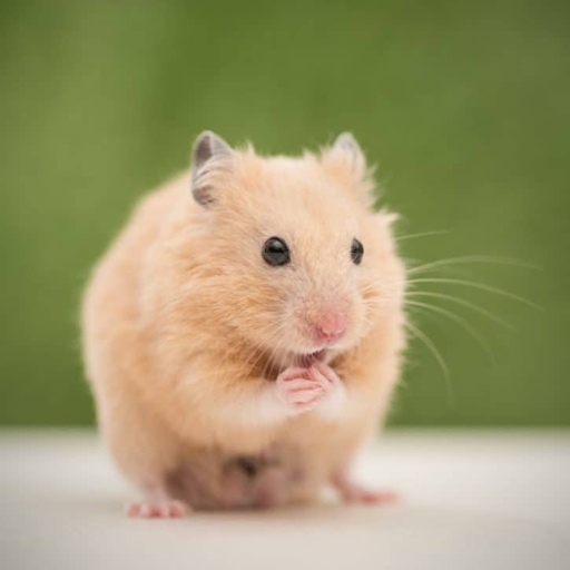 Hamsters are typically omnivores, which means they eat both plants and animals.