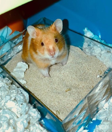 Hamsters can be trained to poop in their cages by following these simple steps.