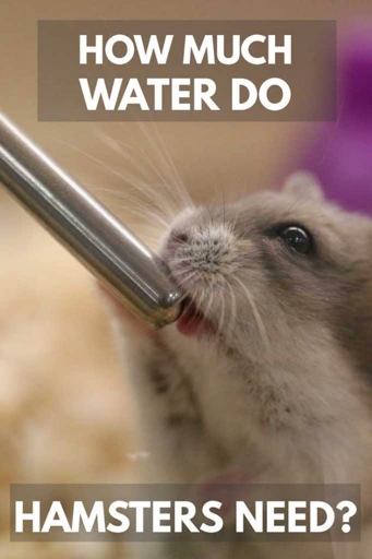 Hamsters can drink cold water.